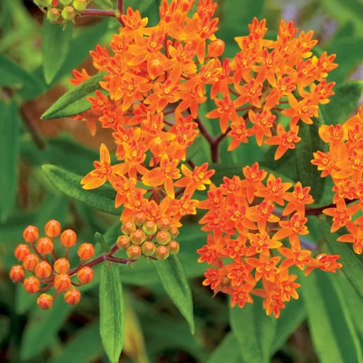 Butterfly Weed Seeds Monarch Attracting Milkweed Flower High Germination Garden Seeds heirloom non-gmo seeds