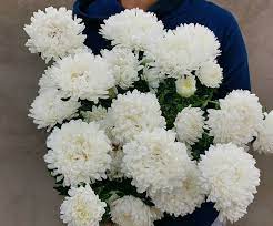 Aster Callistephus Alto Santa Duchessa Callistephus chinensis flower seeds for home garden planting
