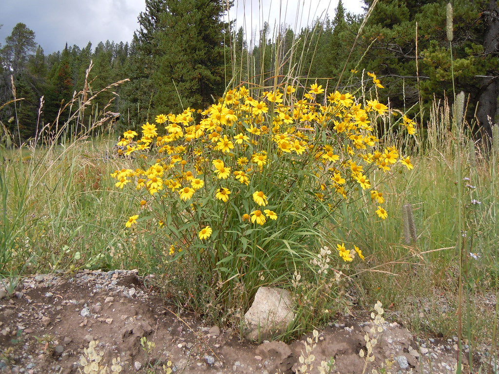 organic-showy-goldeneye-perennial-yellow-flower-seeds
