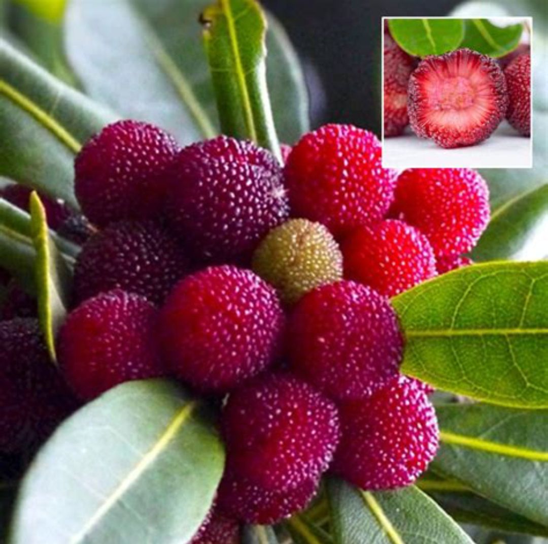 Red Myrica Rubra Fruit Seeds for Gardening – Premium and High Quality Seeds for Planting
