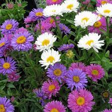 Aster Alpinus Mixed Aster alpinus flower seeds for ornamental planting and backyard borders