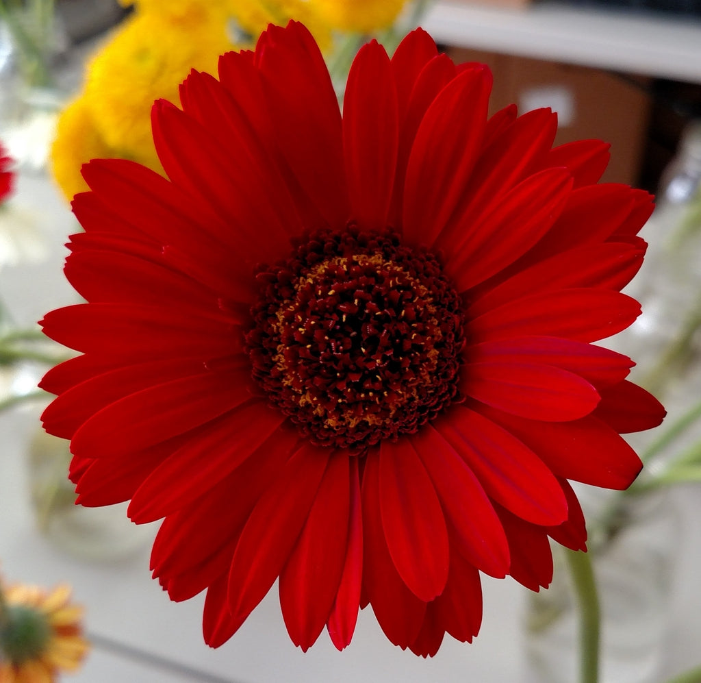 Barberton Daisy Gerbera Daisy Flowers