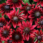Cherry Brandy Rudbeckia Seeds Deep Red Black-Eyed Susan High Germination Garden Seeds heirloom non-gmo seeds