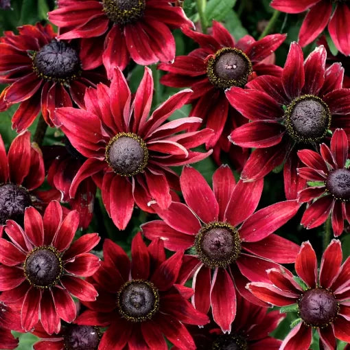 Cherry Brandy Rudbeckia Seeds Deep Red Black-Eyed Susan High Germination Garden Seeds heirloom non-gmo seeds