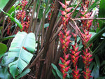Heliconia Pogonantha Plant Seeds for Planting, NON GMO Seeds for planting in home garden