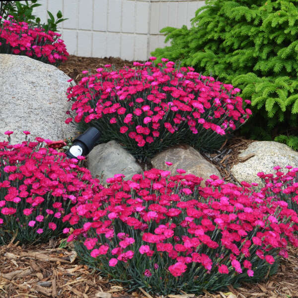 Magenta Dianthus Seeds – Vibrant Flower Seeds for Garden