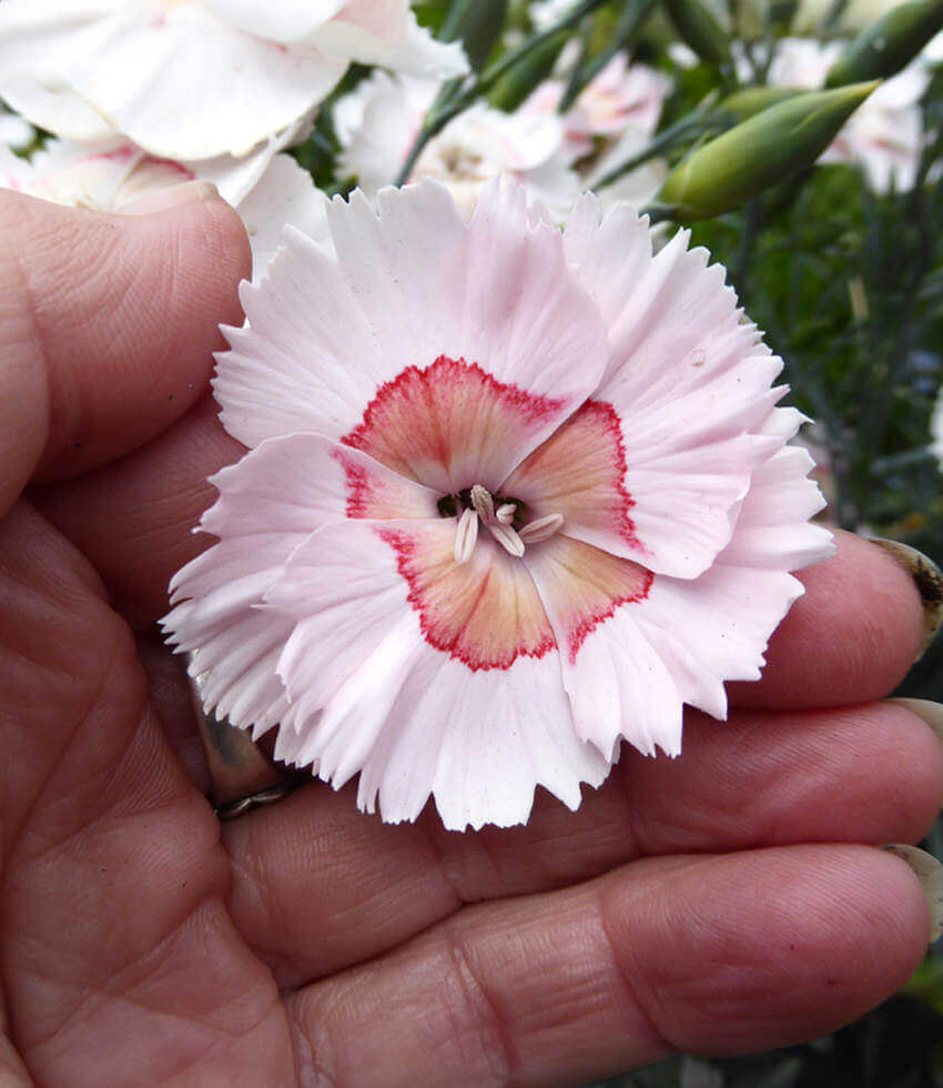 Dianthus Georgia Peach Pie