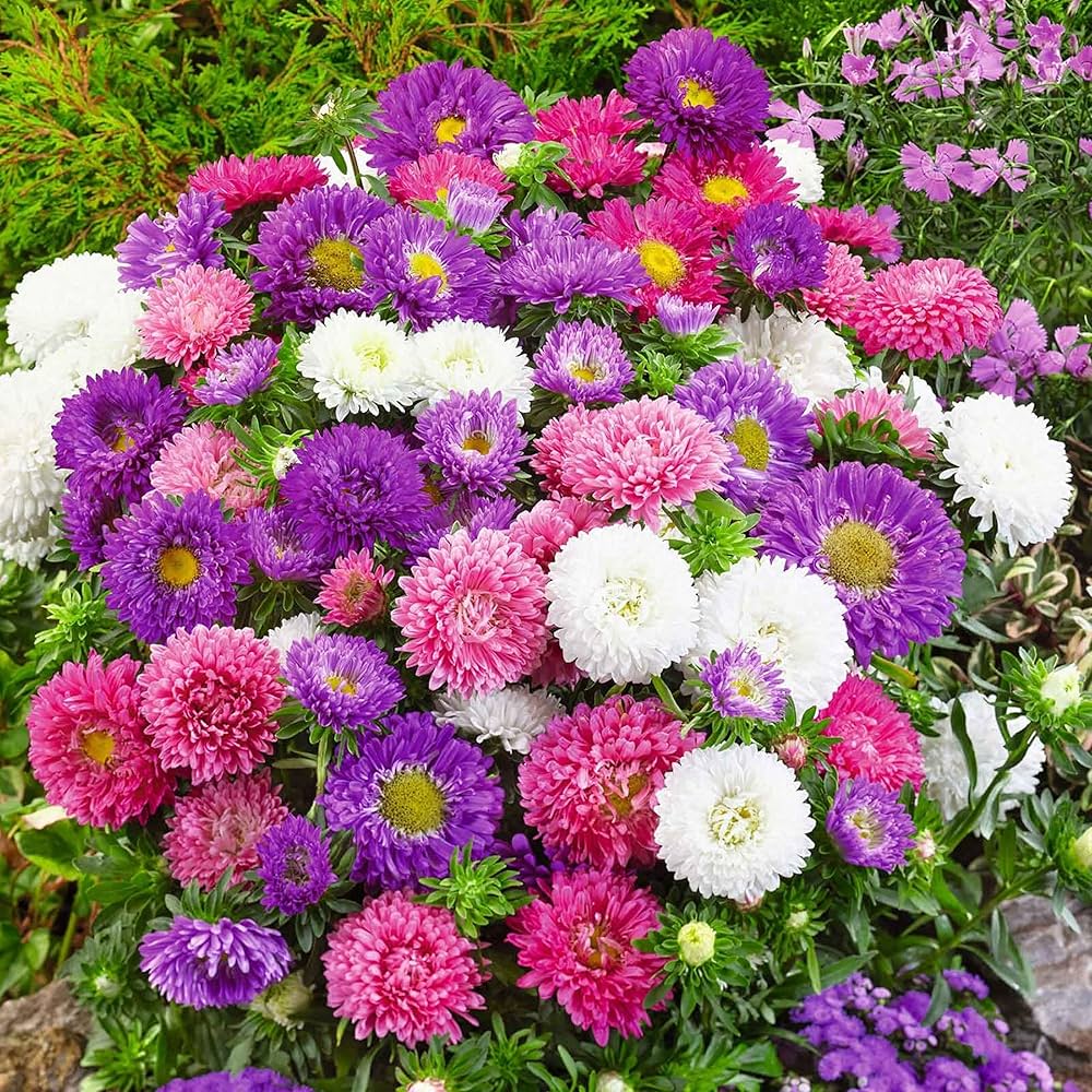 Dahlia Dahlia pinnata Flower Seeds for Planting in Lustig Home Garden