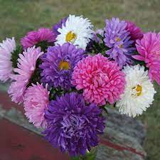 Aster Alpinus Mix Aster alpinus flower seeds for balcony and home garden planting