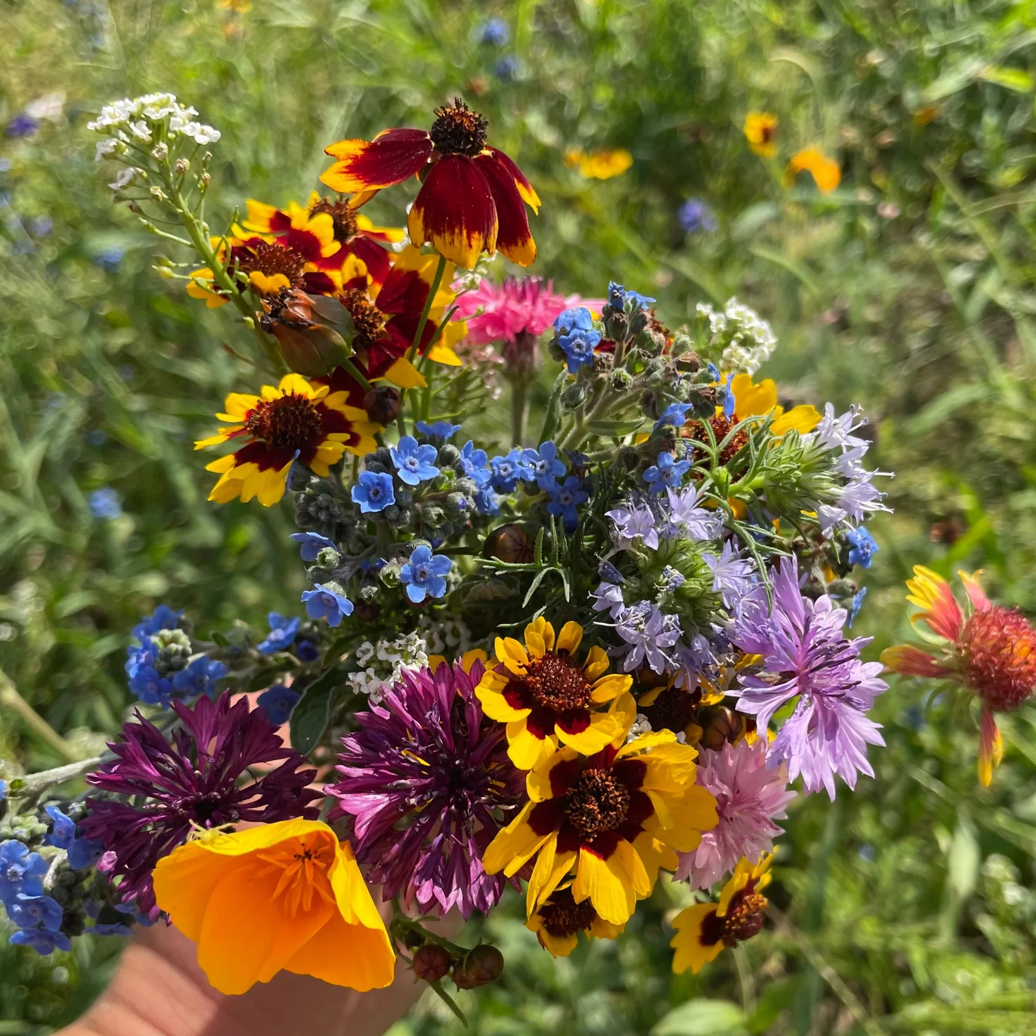 Revolutionary Seed Shaker with Varieties of Bulk Wildflowers Seeds – Heirloom, Non-GMO, High Germination Organic Garden Seeds