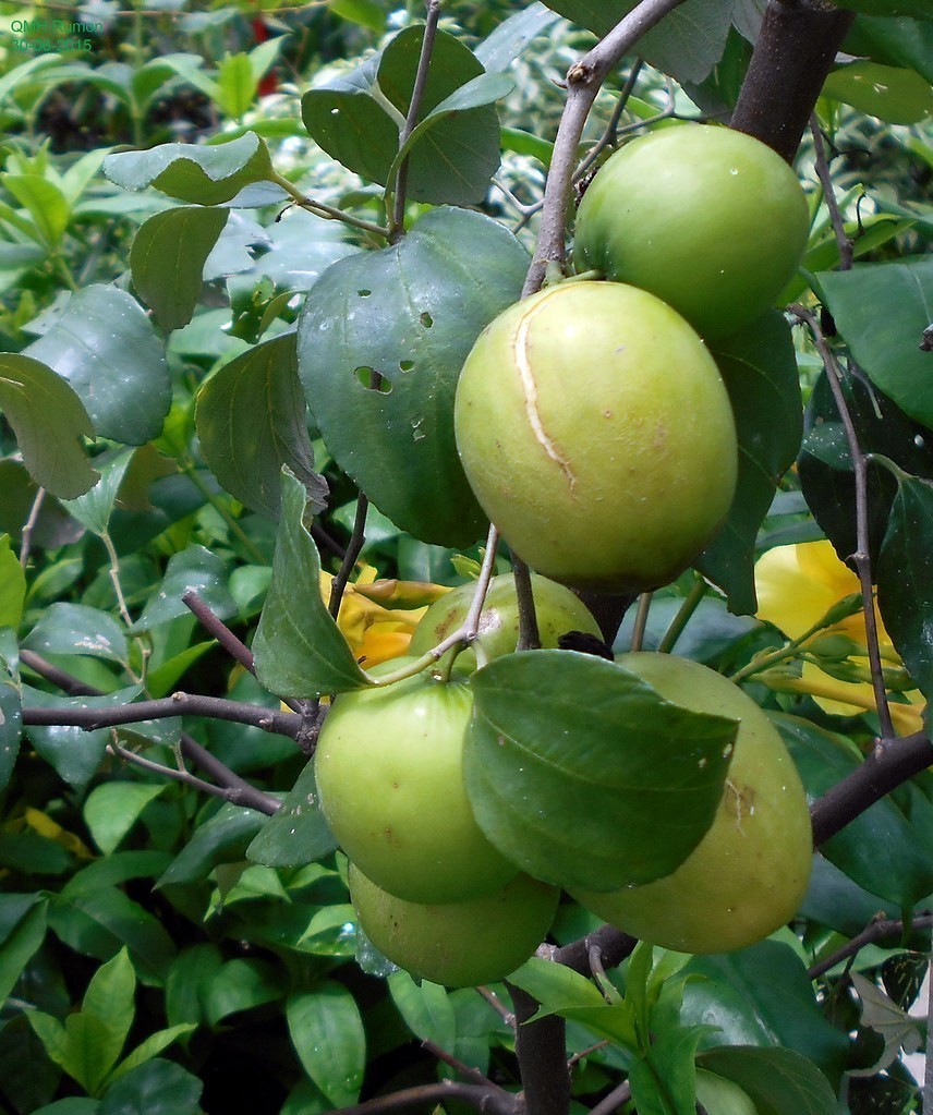 Giant Sweet Jujube Fruit Seeds for Planting Maroon Red - A Unique Fruit for Your Garden, Heirloom Seeds