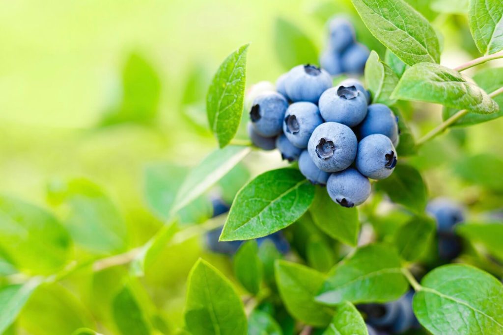 Heidelbeeren Fruit Seeds - Grow Blueberries for a Delicious and Healthy Harvest