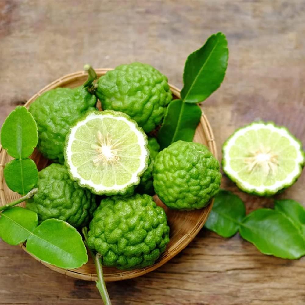 Citrus Hystrix Plant Seeds for Planting and Cultivating Bold and Aromatic Lime Fruits - Heirloom and GMO Free Seeds