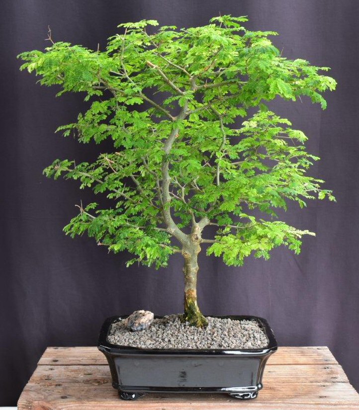 Bonsai Mixed Flower Seeds for Planting in Home Garden