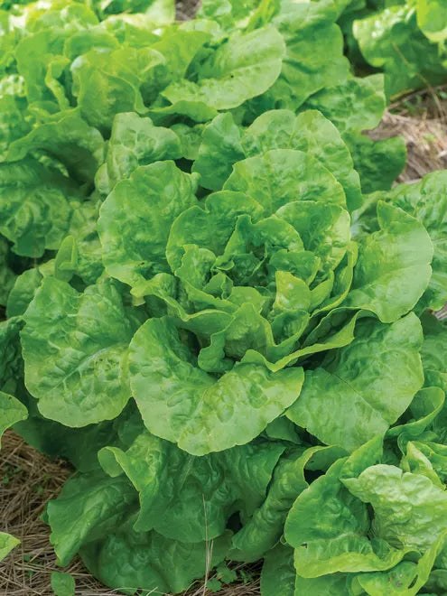 Lettuce Seeds - Buttercrunch