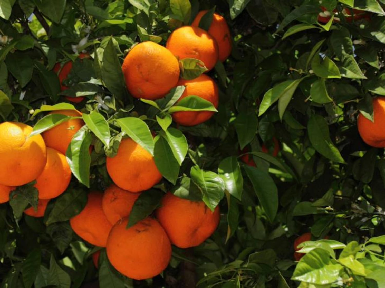 Seville Orange – Tangy & Zesty Citrus Delight