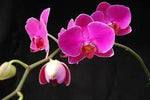 Baby Pink Phalaenopsis Orchid Seeds – Premium Non-GMO Seeds for Planting Dhara Seeds
