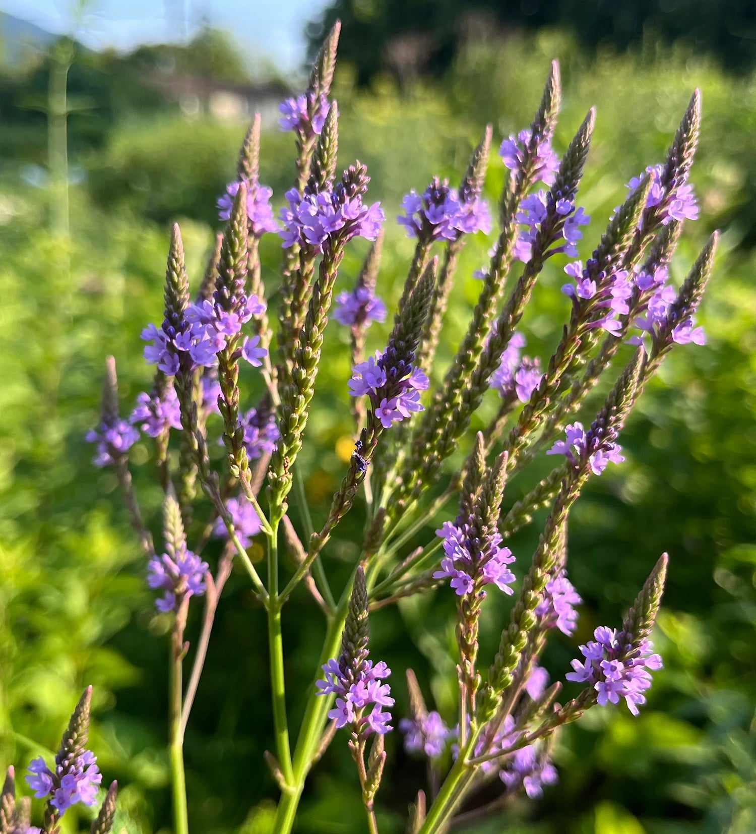 Verbena - Blue Vervain