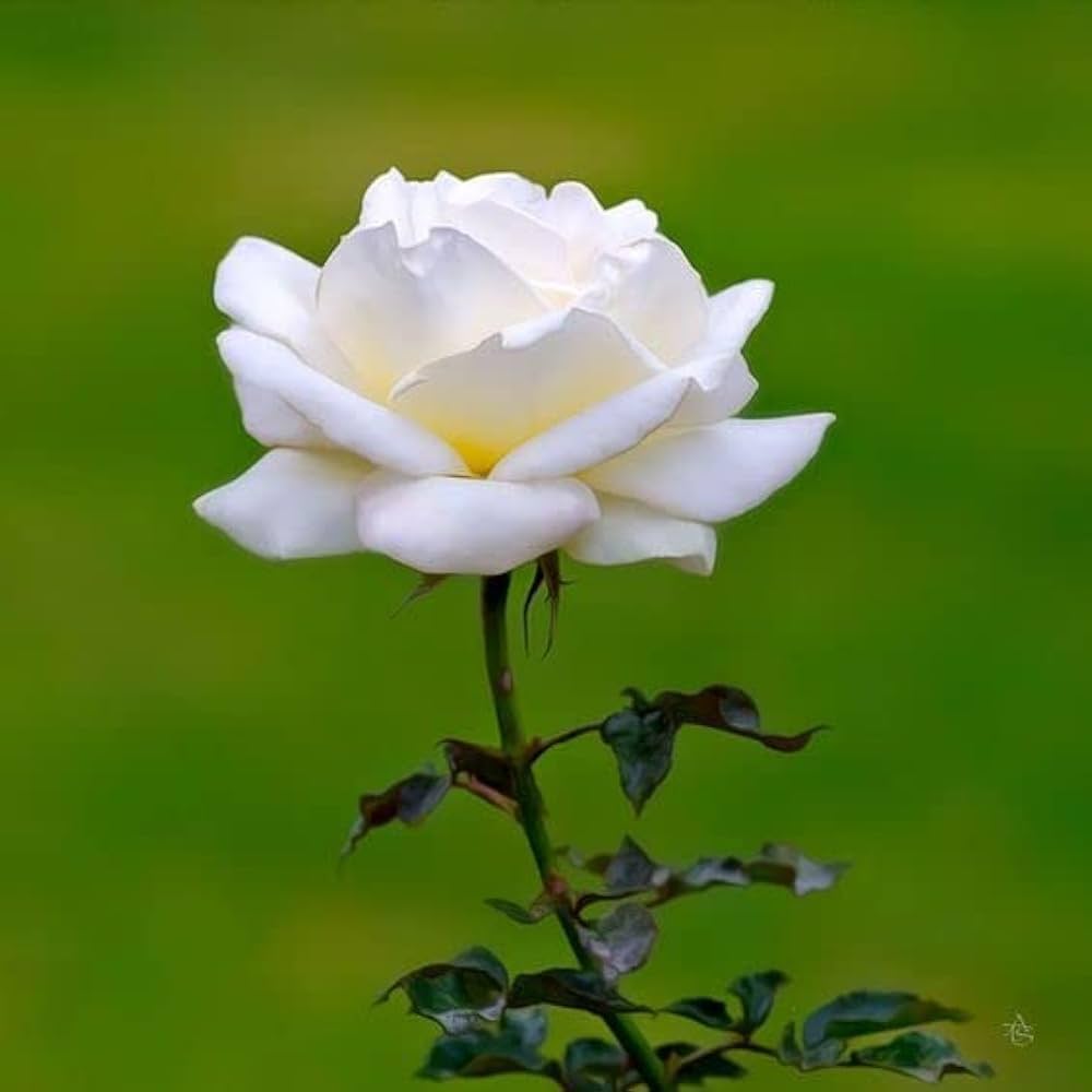 White Rose Rare Perennial Flower Seeds for Home Garden
