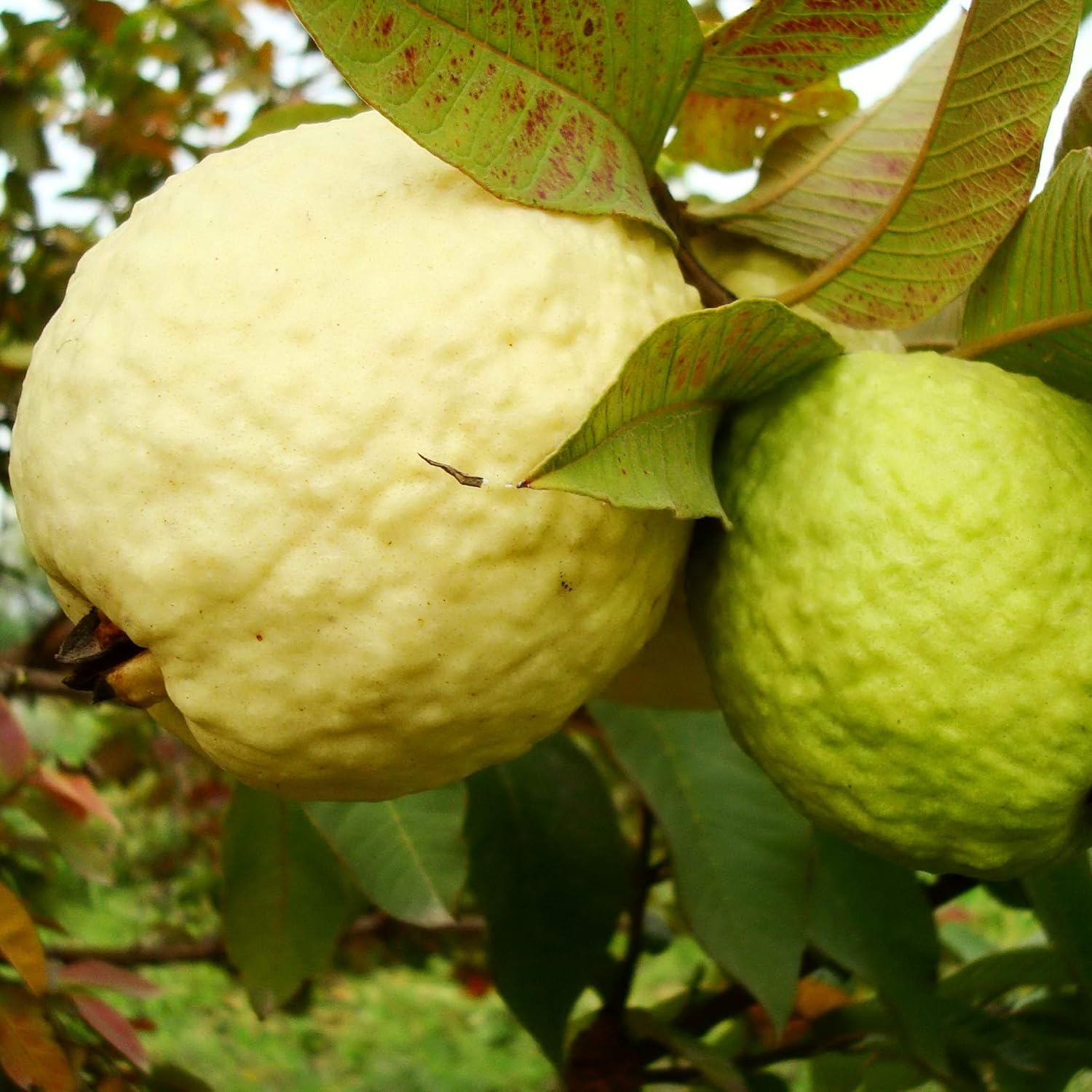 Yellow Mexican Cream Guava Fruit Seeds for Planting - Grow Sweet and Tropical Guavas at Home