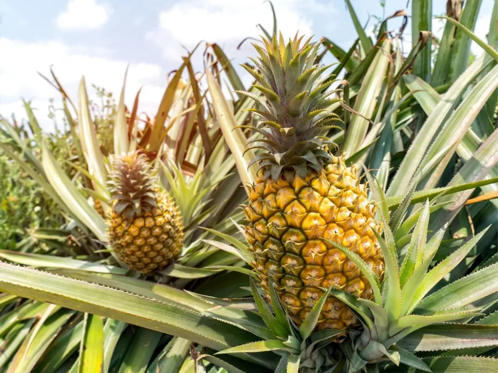 Orange-Green Pineapple Fruit Seeds for Planting - Perfect for Eye-Catching Garden Displays