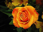 Light Orange Rose Plant Seeds Non-GMO Heirloom Garden Seeds for Planting Ideal for Home Gardens Dhara Seeds
