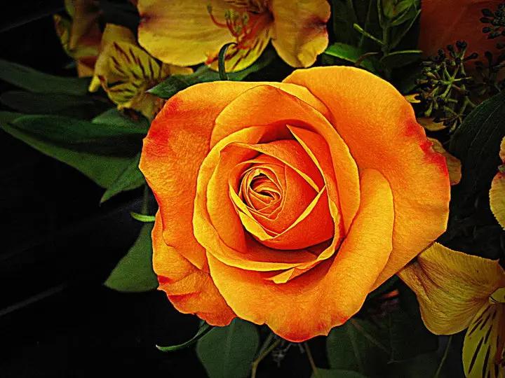 Light Orange Rose Plant Seeds Non-GMO Heirloom Garden Seeds for Planting Ideal for Home Gardens Dhara Seeds
