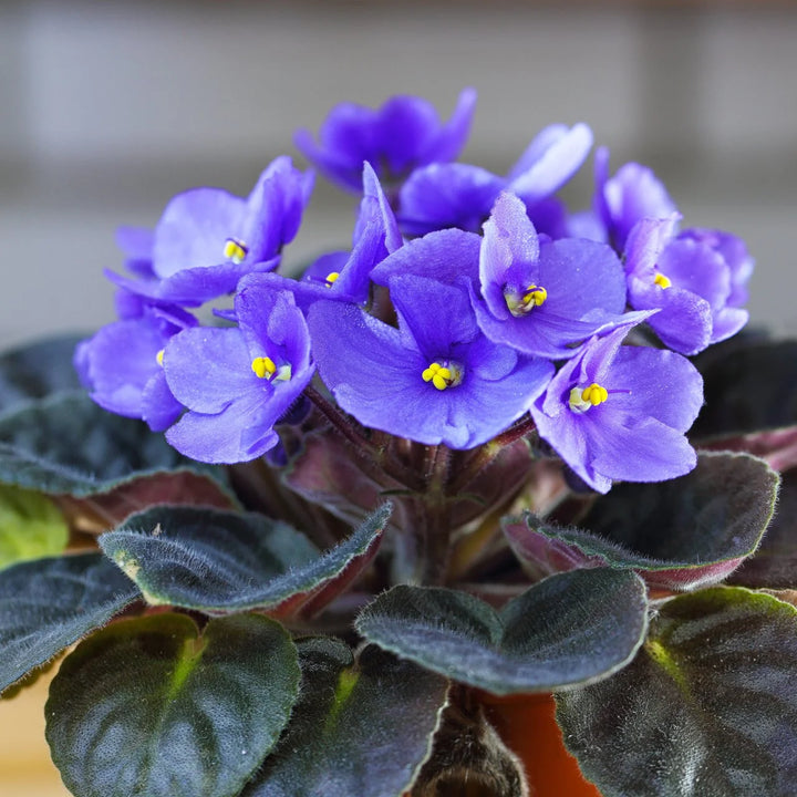 African Violet Sky Blue Flower Seeds for Planting - 100