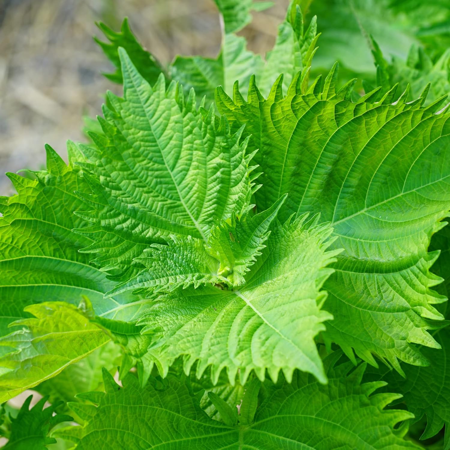 Green Shiso - Herb Seed