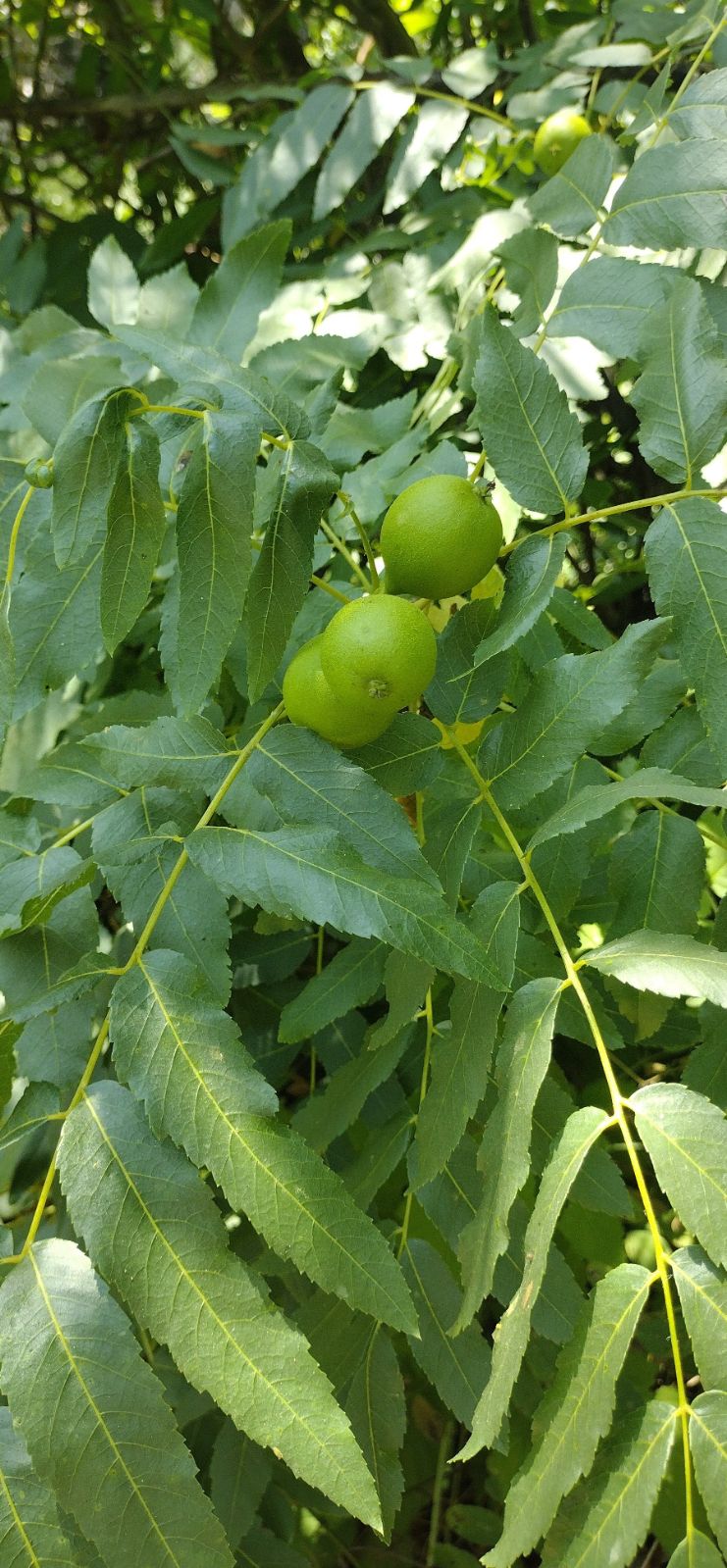 Juglans Hindsii Fruit Seeds for Growing Hardy Walnut Trees