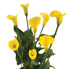 Calla Lily Flower Seeds (Zantedeschia aethiopica) Indoor Bonsai Decorative Variety