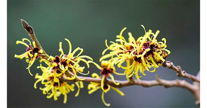 Zaubernuss Hamamelis Flower Seeds for Planting - 100