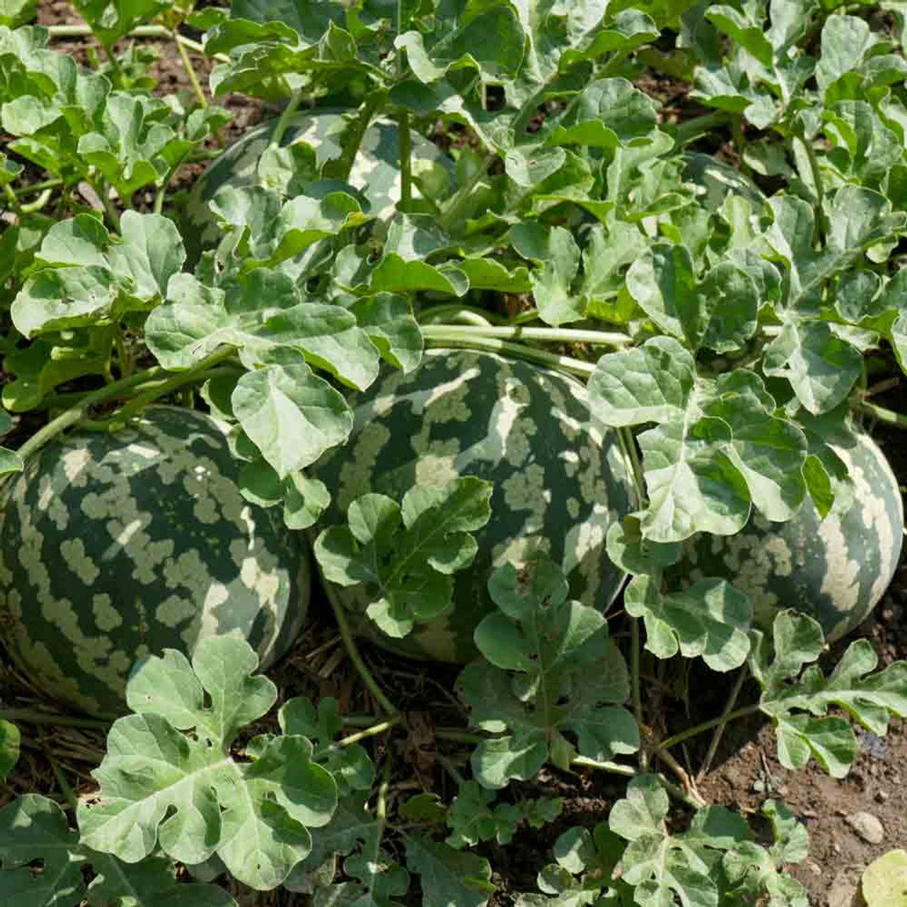 Citron Red Watermelon Fruit Seeds for Planting - Unique Shaped Melons, Heirloom Seeds