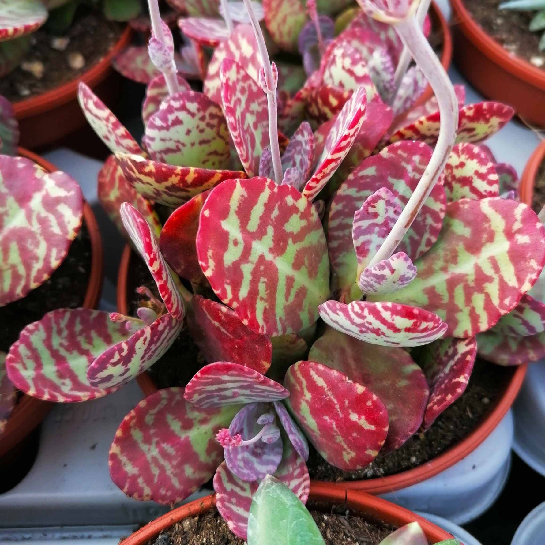 Kalanchoe Humilis Plant Seeds for planting in home garden