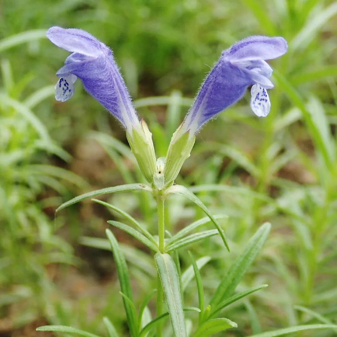 Dracocephalum Flower Seeds for planting in home garden