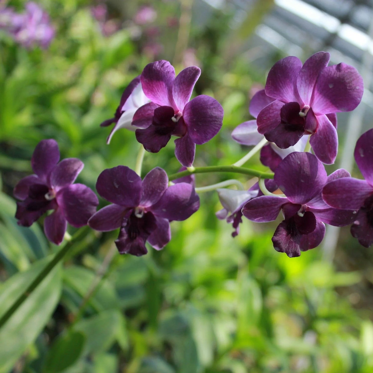 Dark Blue Dendrobium Flower Seeds for Planting - 100 seeds for planting in home garden