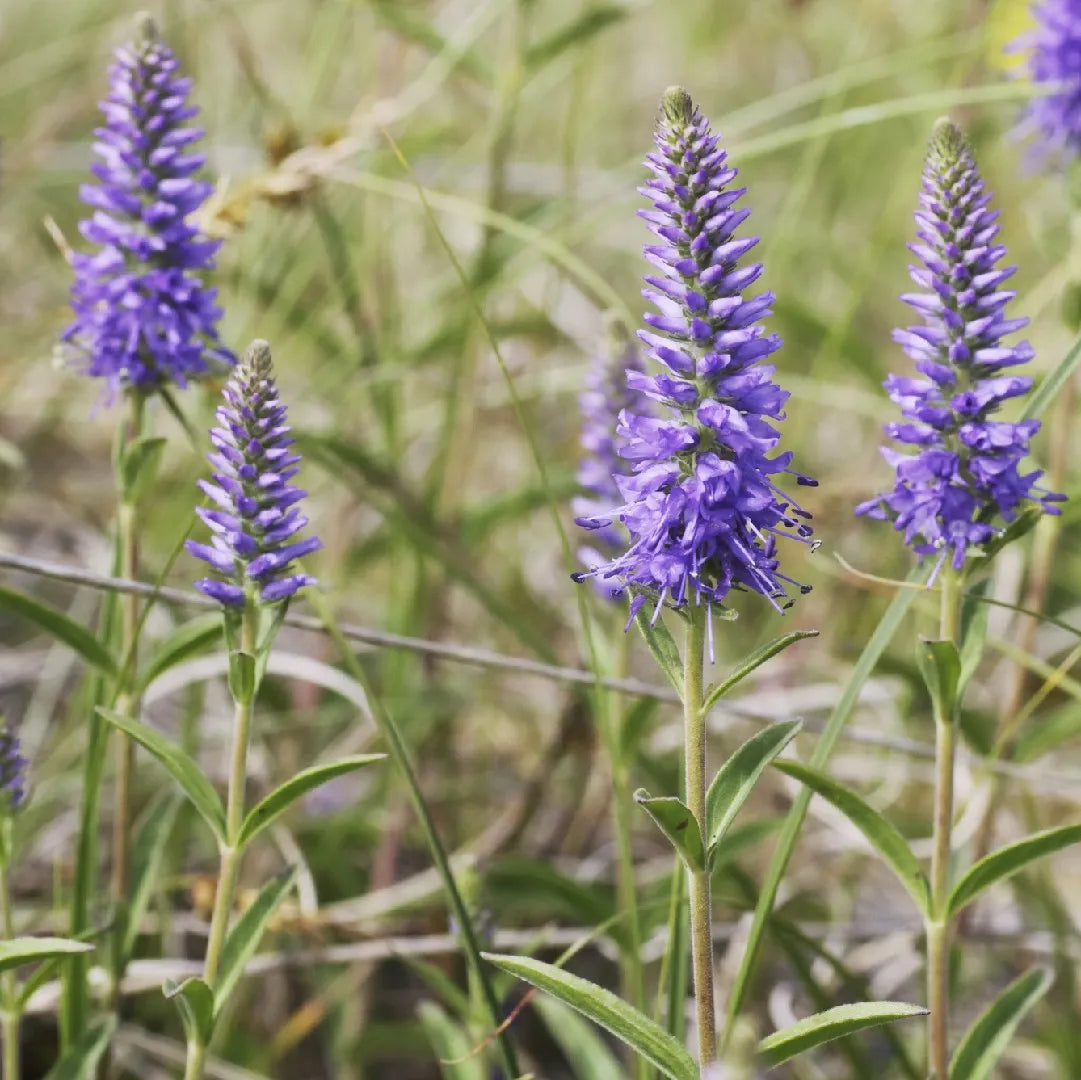 Veronica Spicata Flower Seeds for Planting, NON GMO Seeds seeds for planting in home garden