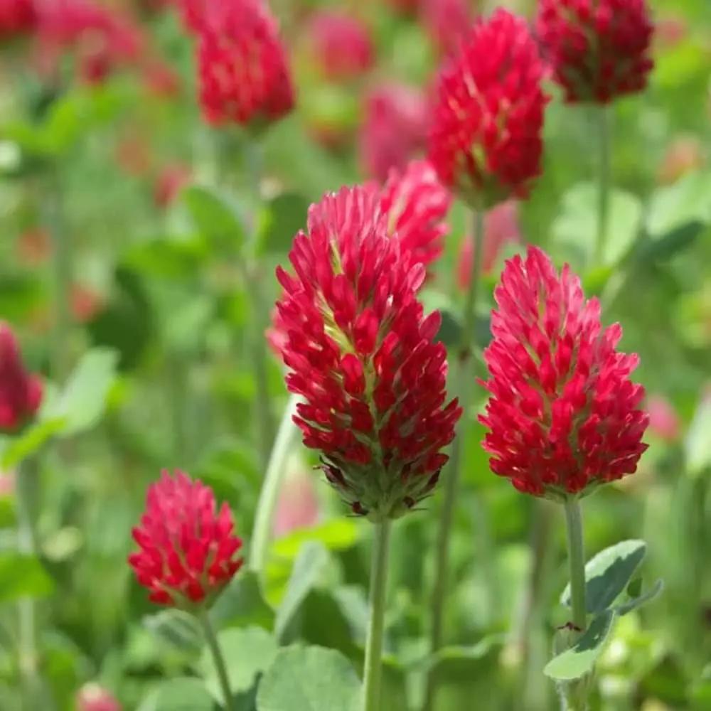 Red Crimson Flower Seeds for Planting NON GMO Seeds seeds for planting in home garden