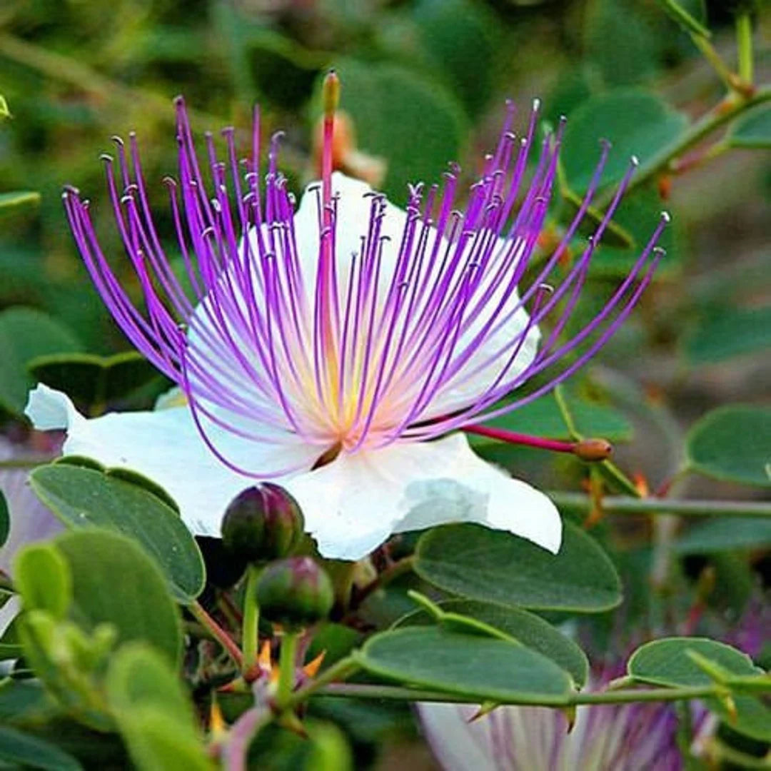Heirloom Alcaparras Flower Seeds, Non-GMO Caper Blooms for Culinary and Mediterranean Garden Planting for planting in home garden