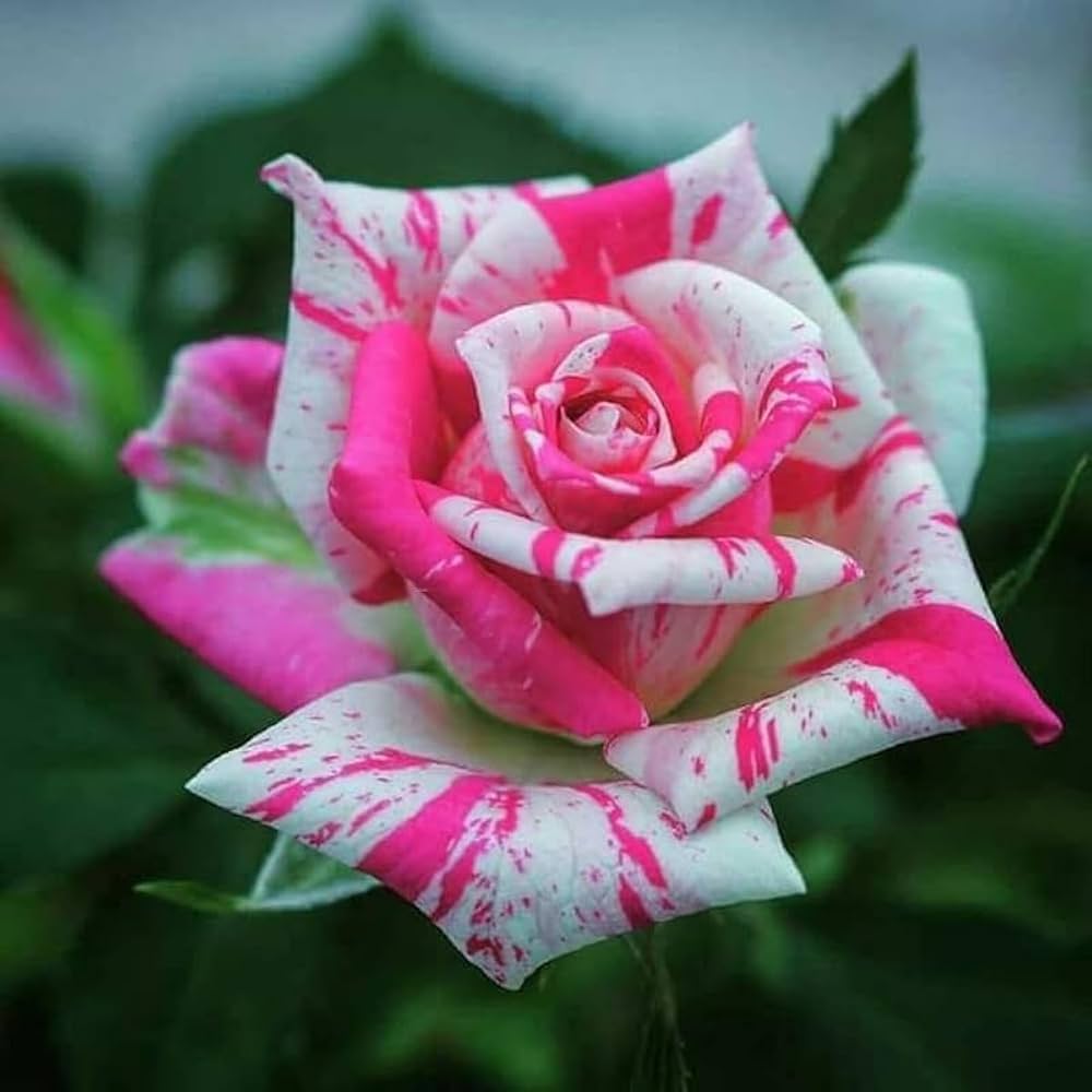 White & Pink Rose Mix Heirloom Non-GMO Seeds for Planting for planting in home garden