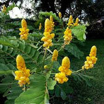 Yellow Candlestick Cassia Flower Seeds for Planting - 100 seeds for planting in home garden