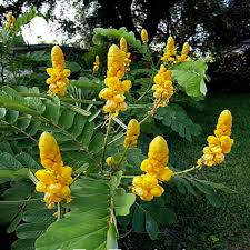 Yellow Candlestick Cassia Flower Seeds for Planting - 100 seeds for planting in home garden