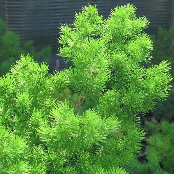 Myriocladus Plant Seeds for planting in home garden