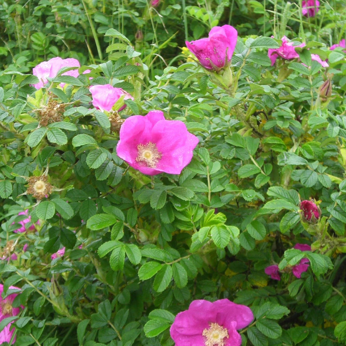 Pink (Pink scientific name) for planting in garden