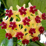 Canossa Flower Seeds for Planting NON GMO Seeds seeds for planting in home garden