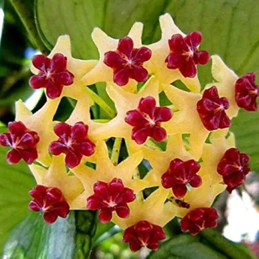 Canossa Flower Seeds for Planting NON GMO Seeds seeds for planting in home garden