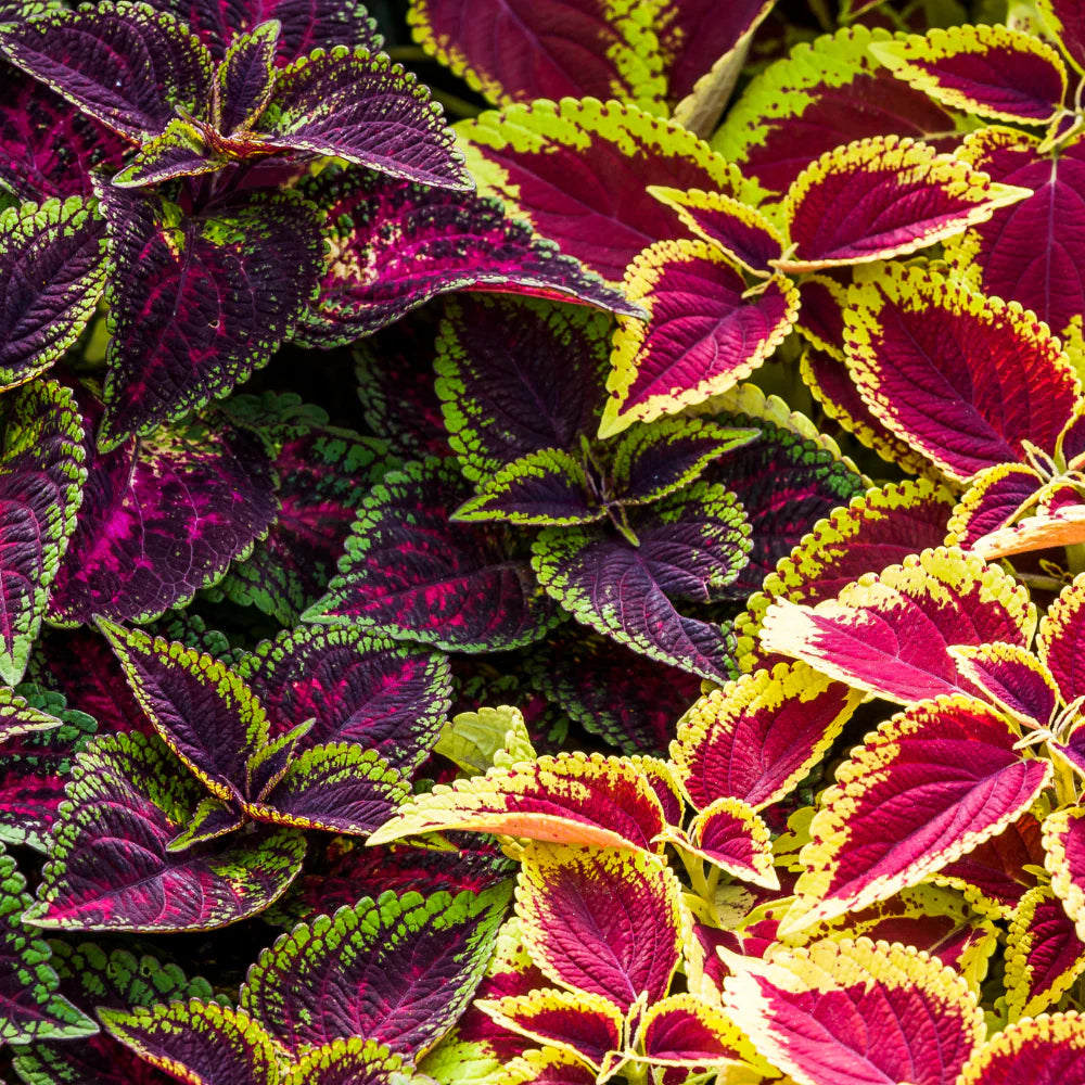 Coleus Multi-Colored Plant Seeds – Heirloom, Non-GMO Seeds for Planting Vibrant Foliage seeds for planting in home garden