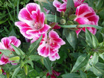 Pink White Clarkia Flower Seeds for Planting - 100 seeds for planting in home garden