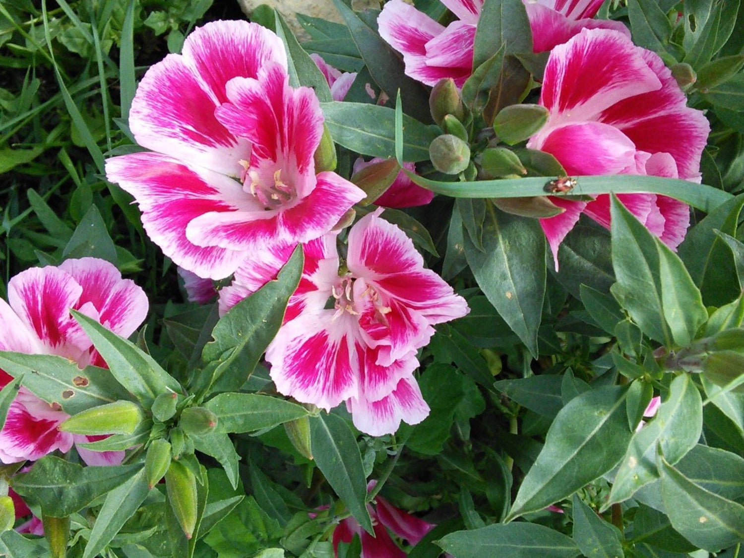 Pink White Clarkia Flower Seeds for Planting - 100 seeds for planting in home garden