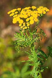 Tansy